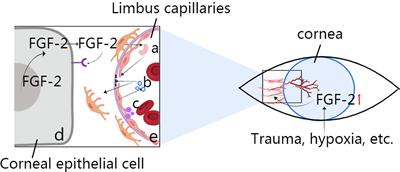 Progress in Research on the Role of FGF in the Formation and Treatment of Corneal Neovascularization